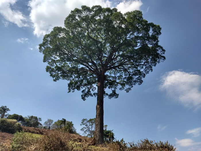 Jequitiba Rei Fazenda Orfeu