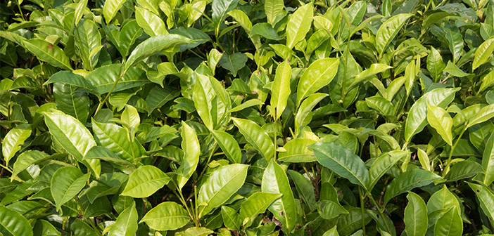 In addition to Teresinha, about 10 people assist in harvesting the Obaatian teas.