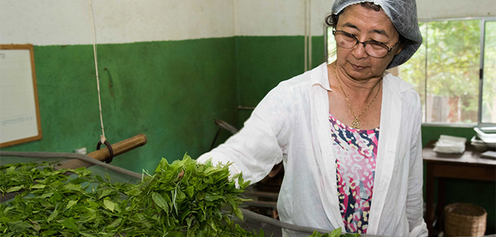 Great care is taken in all stages of Obaatian tea production.