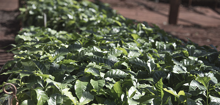 Cultivar Obatã Vermelho