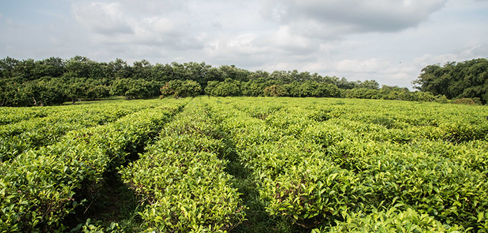 As primeiras mudas de chá no Brasil vieram pelas mãos dos primeiros imigrantes chineses.