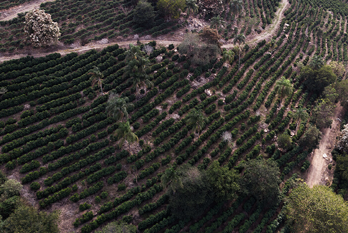 Fazenda Baobá