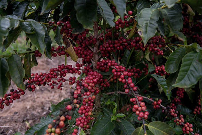 Fazenda Baobá